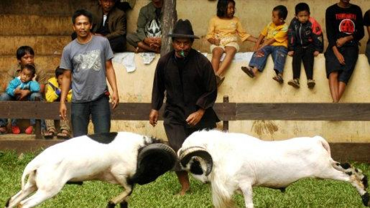 Foto Ketangkasan Adu Domba Garut Yang Menarik