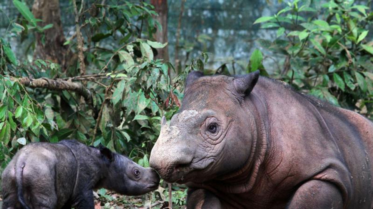 Foto FOTO Badak Sumatera Langka Melahirkan