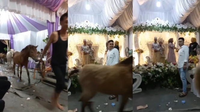 Viral Kuda Ikut Kondangan Resepsi Pernikahan