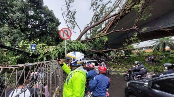 Hujan Deras Disertai Angin Kencang Picu Pohon Tumbang Di Jaksel