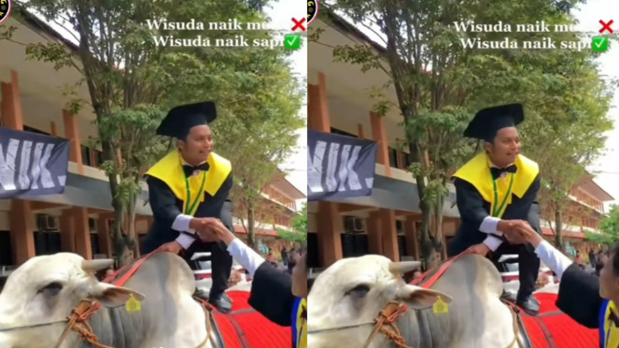 Foto Viral Mahasiswa Wisuda Naik Sapi Ke Kampus