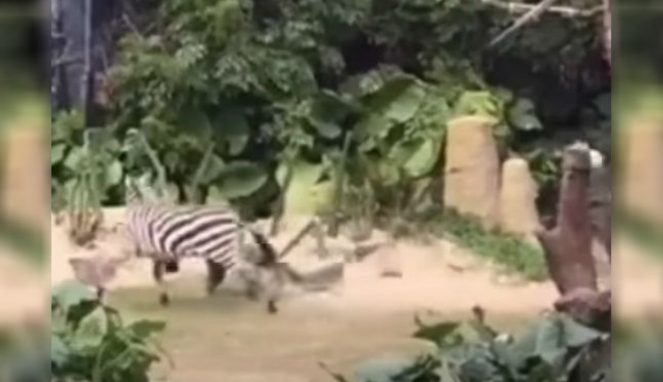 Kuda Zebra mengamuk.