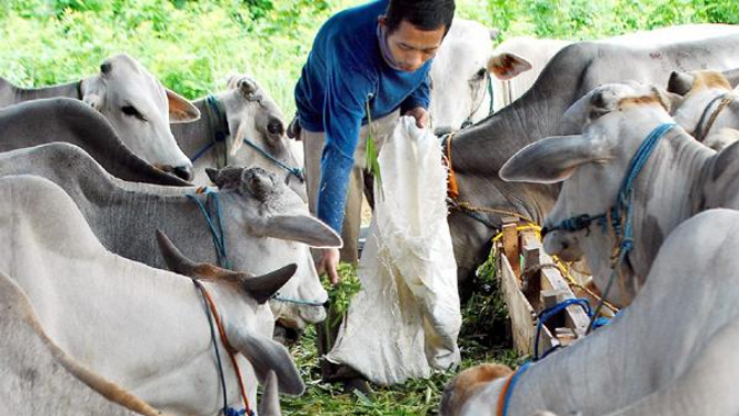 Ilustrasi/Pedagang sapi lokal saat memberi makan ternak mereka.