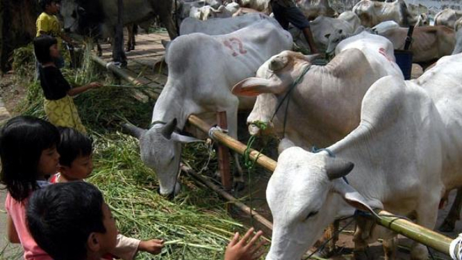 Heboh Sapi Dipotong Hidup Lagi