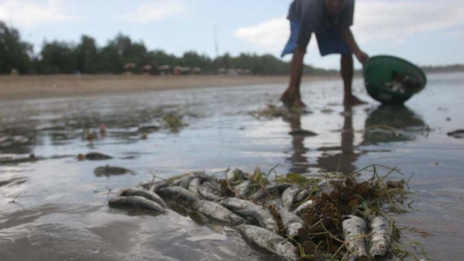 Ribuan ikan mati di pantai kuta Bali 