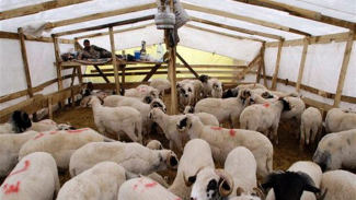 Peneliti: Jangan Sepelekan Kecerdasan Domba