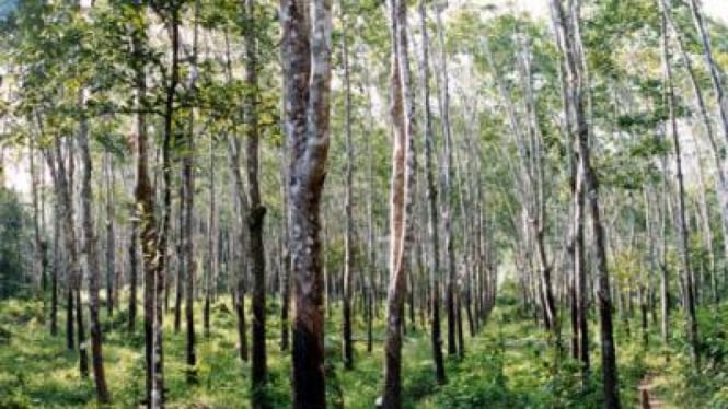 kebun karet alam