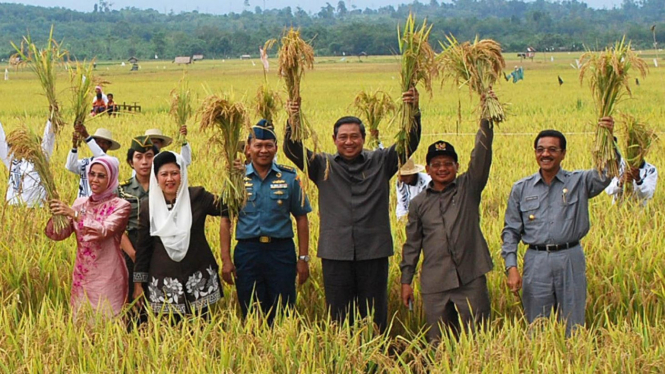 Presiden Yudhoyono panen raya di Dharmasraya Sumatera Barat