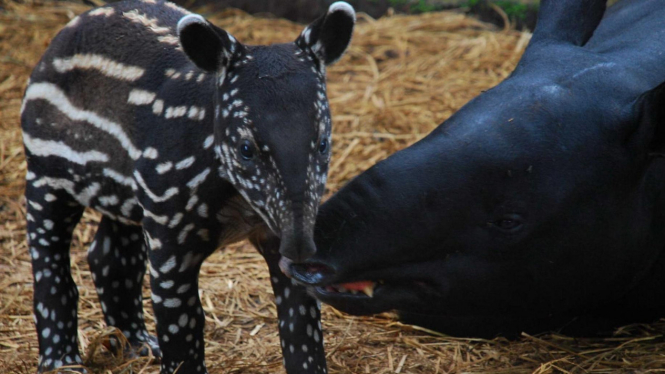 Tapir (Tapirus Indicus) baru lahir di Kebun Binatang Bandung