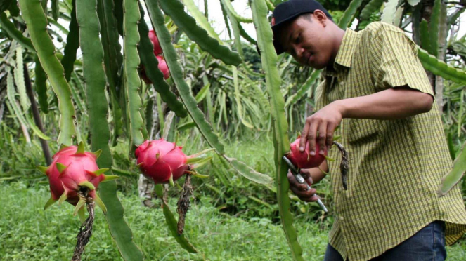 Panen buah naga (Hylocereus undotus) di Sleman