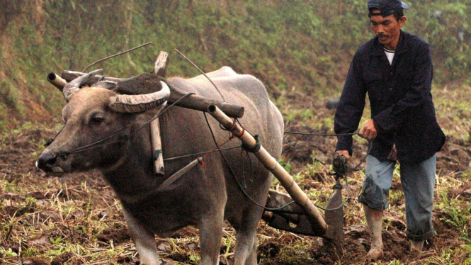 Petani membajak sawah dengan kerbau