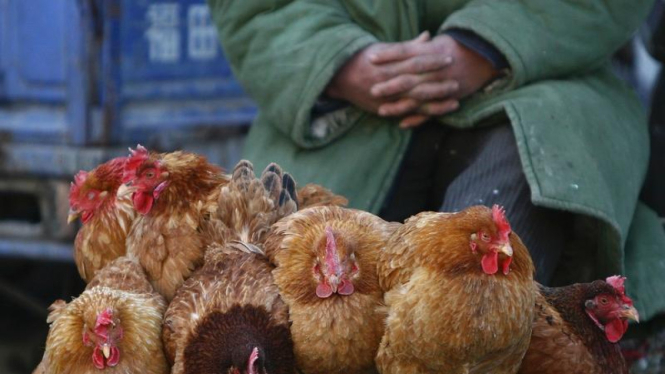 Pedagang Ayam di China