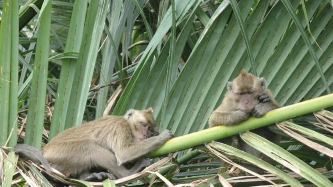 Ilustrasi monyet
