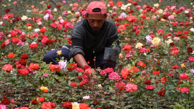 Pertanian bunga mawar di desa Sidomulyo, Batu, Jawa Timur