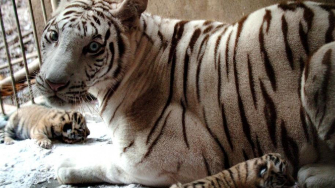 Harimau bengala putih (panthera tigris bengalensis) lahirkan anak di Bali