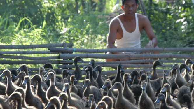 Peternak mengamati itik ternaknya di Pamekasan, Madura, beberapa waktu lalu.