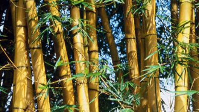 Pakaian Sehat dari Serat Bambu
