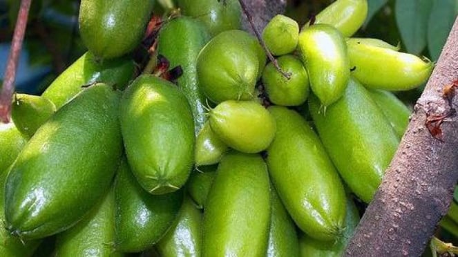 Belimbing Wuluh Ternyata Punya Banyak Manfaat untuk Tubuh, Ini Daftarnya