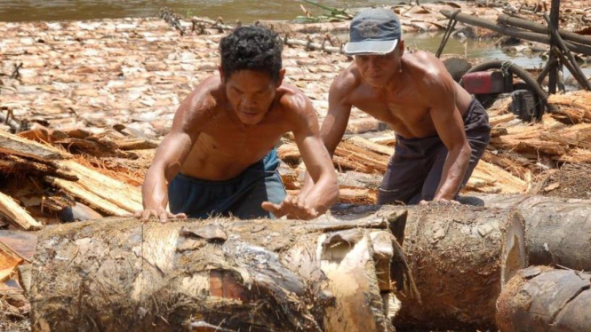 Pohon Sagu untuk diolah menjadi tepung sagu di Kalimantan Barat