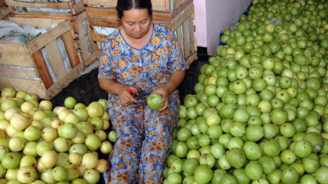 Menyortir jambu biji varietas Citayem yang baru dipanen di Barangan, Kendal