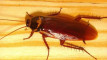 Photo Mini 2