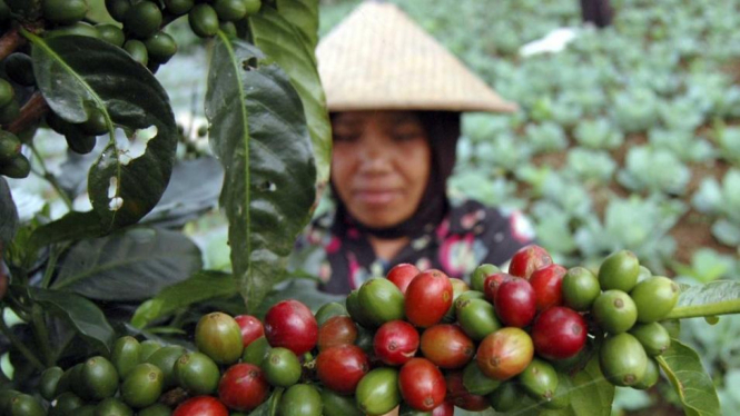 Memanen kopi Arabika di desa Reco, Wonosobo