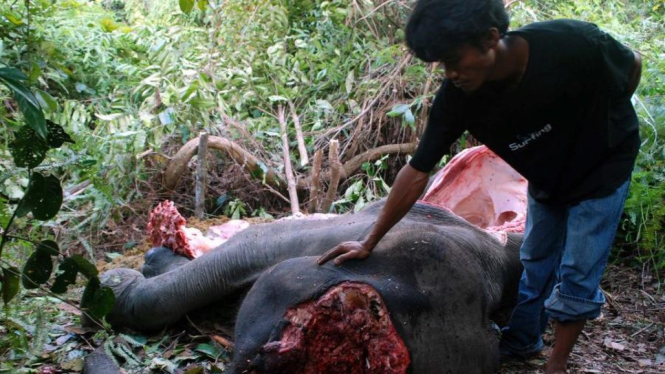 Gajah dibunuh demi gading di Taman Hutan Raya Sultan Syarif Hasyim, Riau