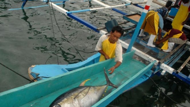 Ikan tuna yang baru ditangkap di Bitung