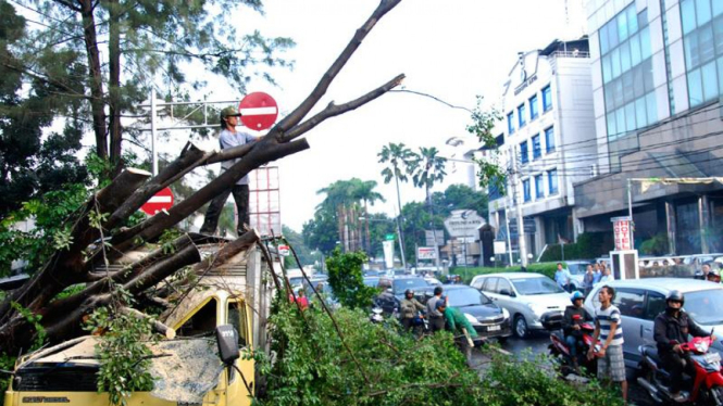 Pohon Tumbang Gondangdia Timpa Mobil Box