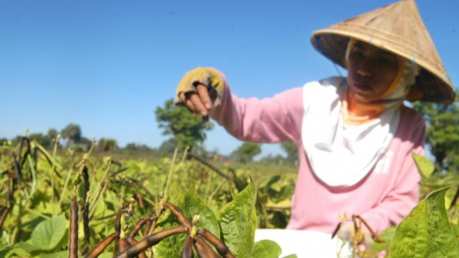 Memetik kacang hijau di Takalar Sulawesi Selatan