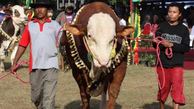 Sapi jenis simetal