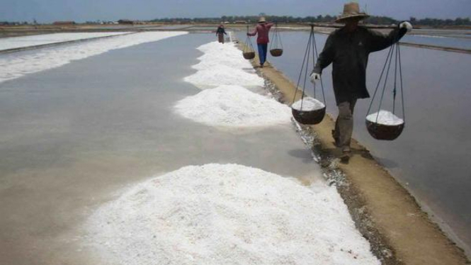 Petani garam sedang memanen hasilnya di Rembang, beberapa waktu lalu.