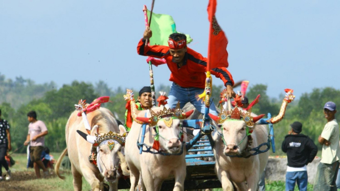 Sapi bertarung di Makepung, Bali