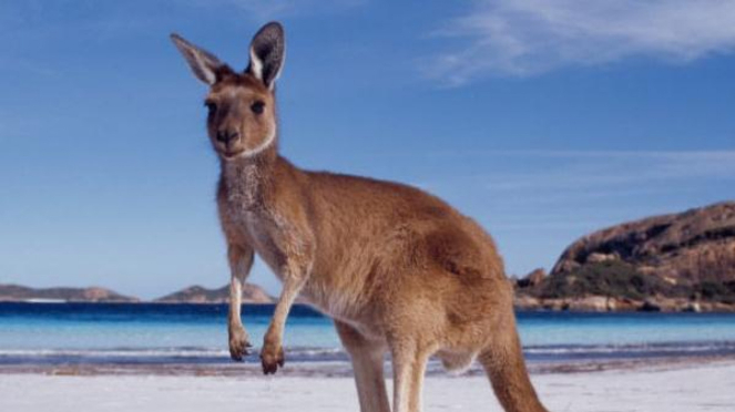Kanguru Australia