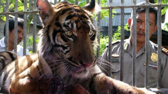 harimau Sumatera (Panthera tigris sumatrae)
