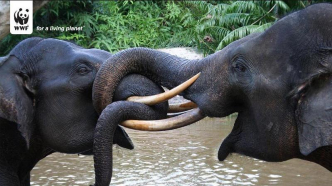 Gajah Sumatera di Taman Nasional Tesso Nilo