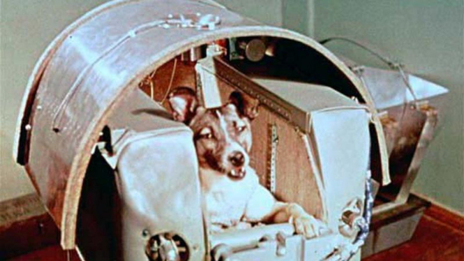 Laika, anjing pertama yang dikirim ke angkasa luar