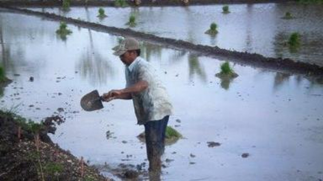 Sawah terendam banjir