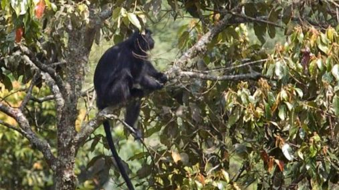 Lutung Jawa (Trachiphitecus auratus) di Taman Hutan Rakyat Raden Soerjo, Batu,