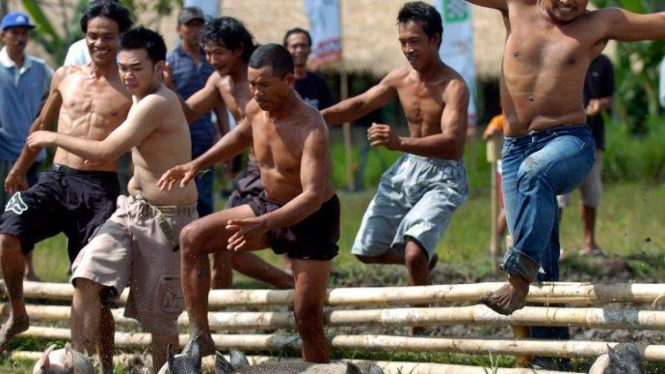 Lomba tangkap babi di perayaan Hari Tumpek Kandang, Bali