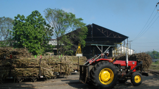 Akselerasi Swasembada Gula, PTPN Group Luncurkan 4 Varietas Tebu Unggul