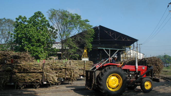 Panen tebu