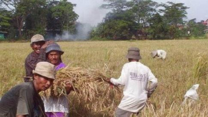 Petani Jombang