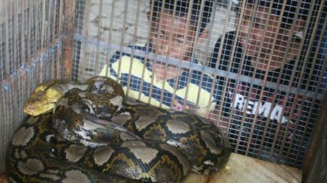 ular Sanca kembang (Python Reticulatus) 