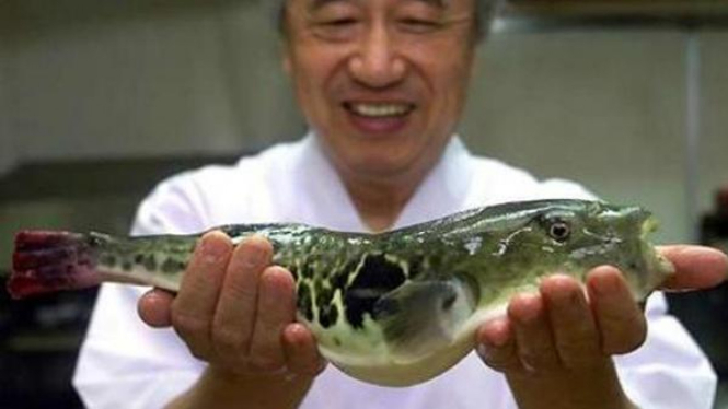 Ikan fugu