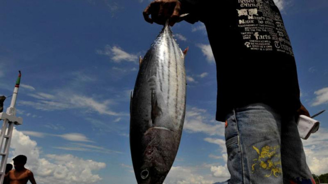 Ikan Hasil Tangkapan Nelayan