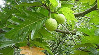 Khasiat Buah dan Daun Sukun
