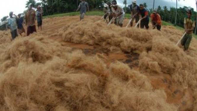 pengeringan sabut kelapa untuk ekspor ke China