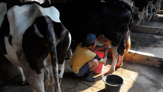 Konsumsi Susu Rendah : Perah Sapi