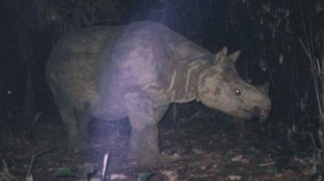 badak jawa (rhinoceros sondaicus) di Taman Nasional Ujung Kulon